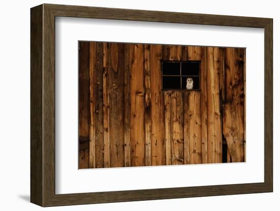 Barn Owl in Barn Window-W^ Perry Conway-Framed Photographic Print