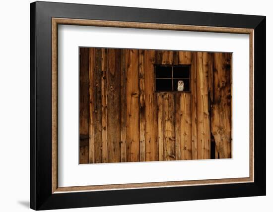 Barn Owl in Barn Window-W^ Perry Conway-Framed Photographic Print