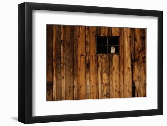 Barn Owl in Barn Window-W^ Perry Conway-Framed Photographic Print