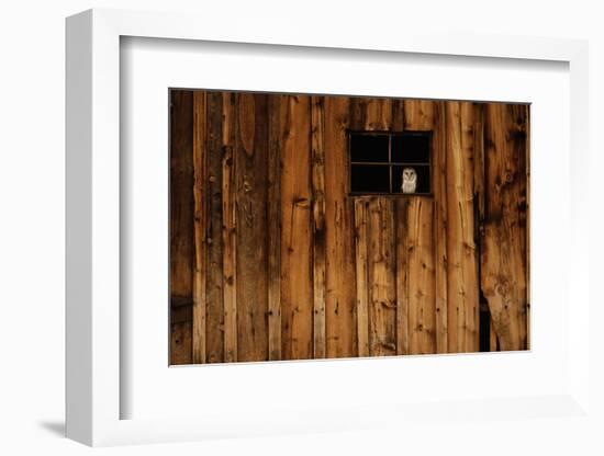 Barn Owl in Barn Window-W^ Perry Conway-Framed Photographic Print