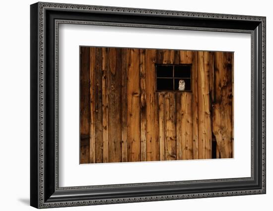 Barn Owl in Barn Window-W^ Perry Conway-Framed Photographic Print