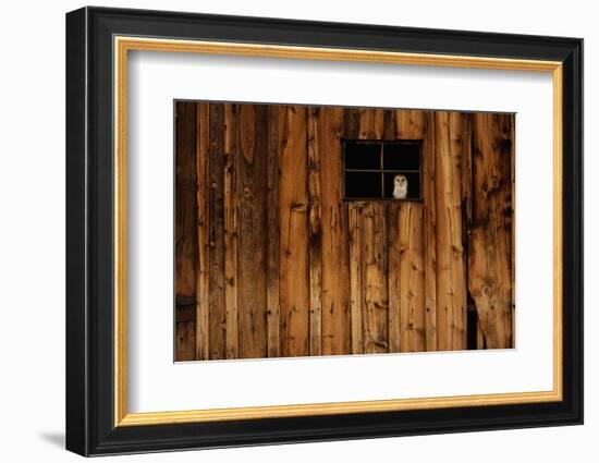 Barn Owl in Barn Window-W^ Perry Conway-Framed Photographic Print