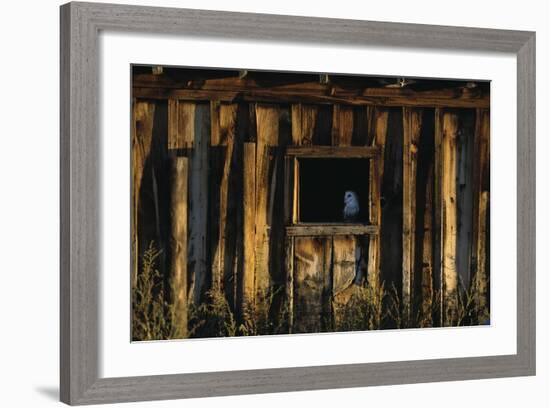 Barn Owl in Barn Window-W. Perry Conway-Framed Photographic Print