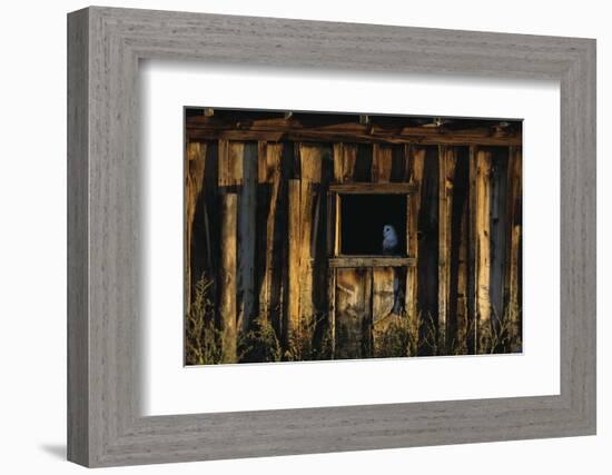 Barn Owl in Barn Window-W. Perry Conway-Framed Photographic Print
