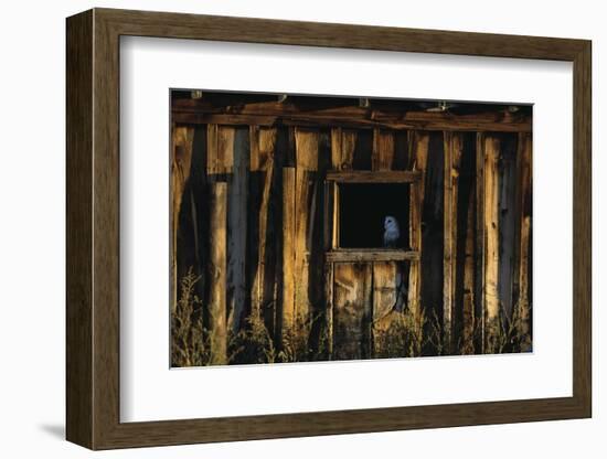 Barn Owl in Barn Window-W. Perry Conway-Framed Photographic Print