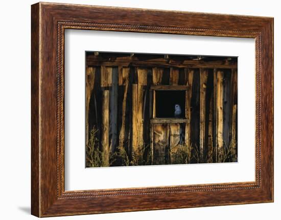 Barn Owl in Barn Window-W. Perry Conway-Framed Photographic Print