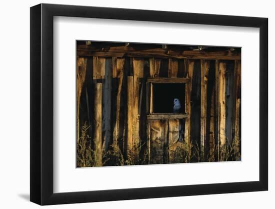 Barn Owl in Barn Window-W. Perry Conway-Framed Photographic Print