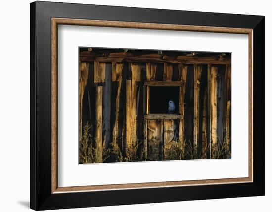 Barn Owl in Barn Window-W. Perry Conway-Framed Photographic Print