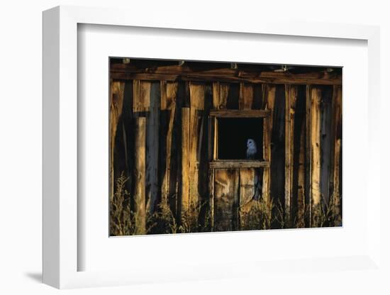 Barn Owl in Barn Window-W. Perry Conway-Framed Photographic Print