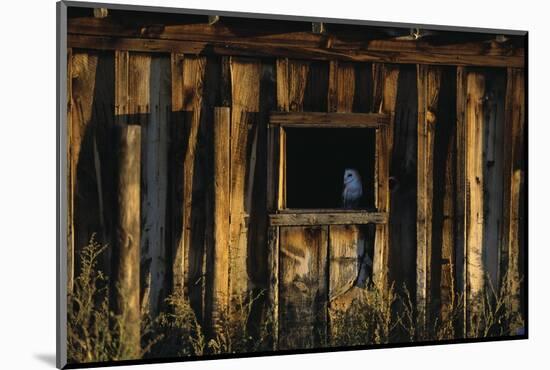 Barn Owl in Barn Window-W. Perry Conway-Mounted Photographic Print