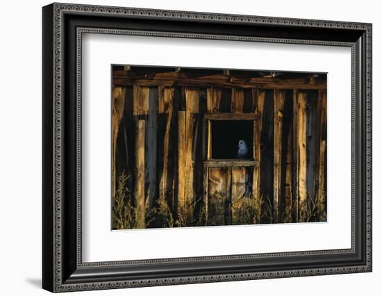 Barn Owl in Barn Window-W. Perry Conway-Framed Photographic Print