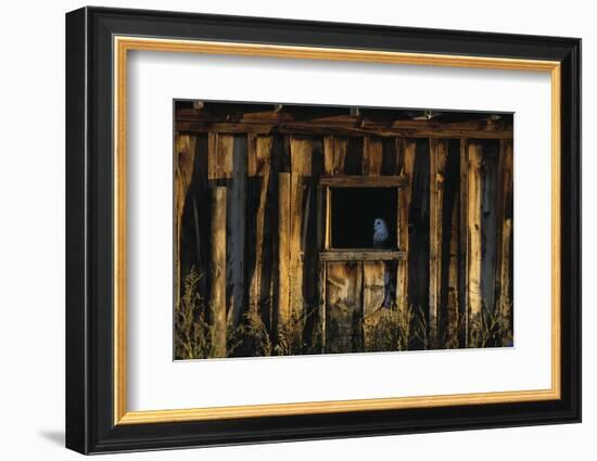 Barn Owl in Barn Window-W. Perry Conway-Framed Photographic Print