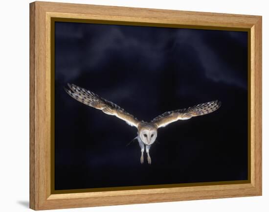 Barn Owl in Flight, at Night-null-Framed Premier Image Canvas