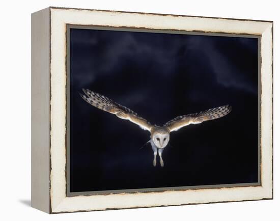 Barn Owl in Flight, at Night-null-Framed Premier Image Canvas