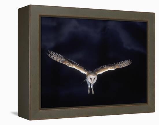 Barn Owl in Flight, at Night-null-Framed Premier Image Canvas