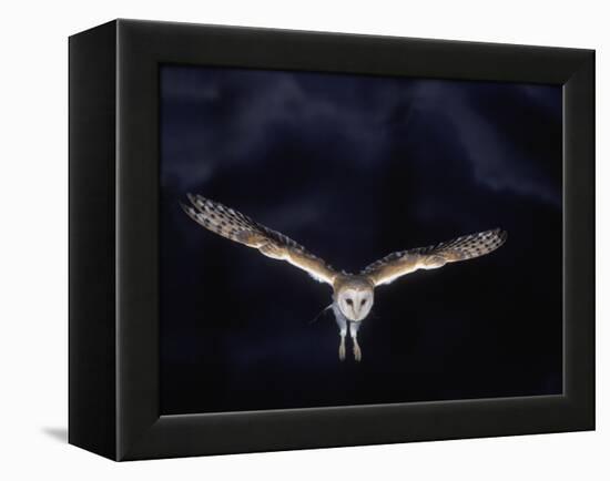 Barn Owl in Flight, at Night-null-Framed Premier Image Canvas