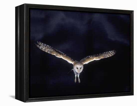 Barn Owl in Flight, at Night-null-Framed Premier Image Canvas