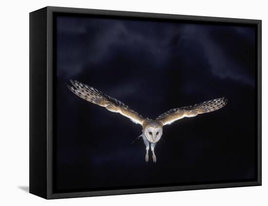 Barn Owl in Flight, at Night-null-Framed Premier Image Canvas