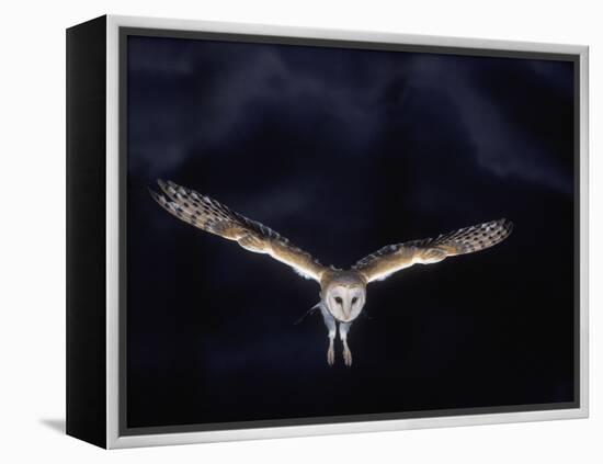 Barn Owl in Flight, at Night-null-Framed Premier Image Canvas