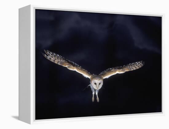 Barn Owl in Flight, at Night-null-Framed Premier Image Canvas