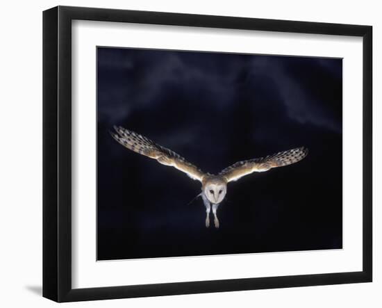 Barn Owl in Flight, at Night-null-Framed Photographic Print