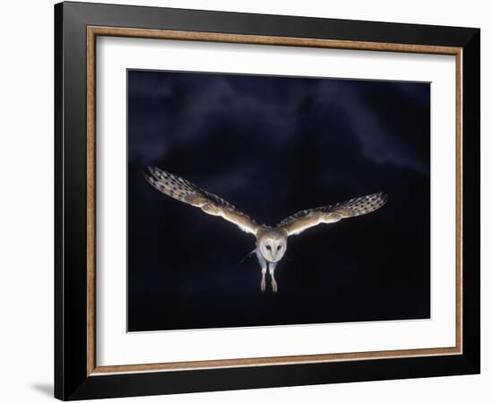 Barn Owl in Flight, at Night-null-Framed Photographic Print