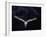 Barn Owl in Flight, at Night-null-Framed Photographic Print