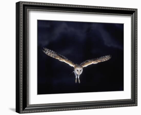 Barn Owl in Flight, at Night-null-Framed Photographic Print