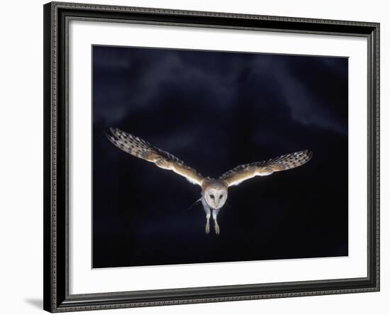 Barn Owl in Flight, at Night-null-Framed Photographic Print