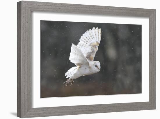 Barn Owl in Flight-null-Framed Photographic Print