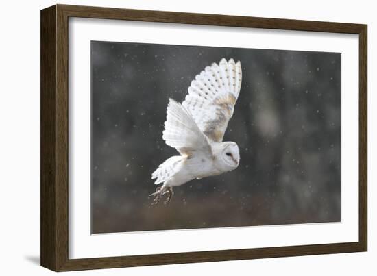 Barn Owl in Flight-null-Framed Photographic Print