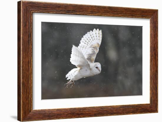 Barn Owl in Flight-null-Framed Photographic Print