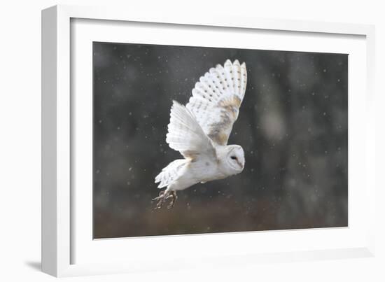 Barn Owl in Flight-null-Framed Photographic Print