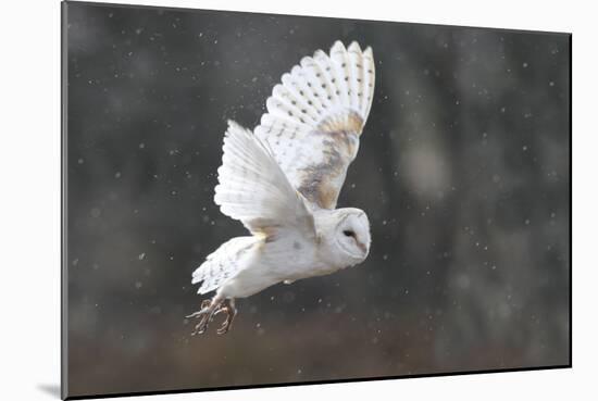 Barn Owl in Flight-null-Mounted Photographic Print