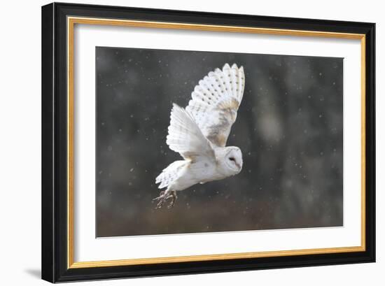 Barn Owl in Flight-null-Framed Photographic Print