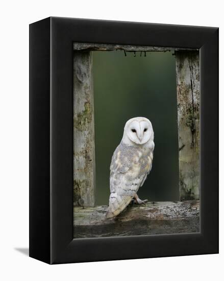 Barn Owl, in Old Farm Building Window, Scotland, UK Cairngorms National Park-Pete Cairns-Framed Premier Image Canvas