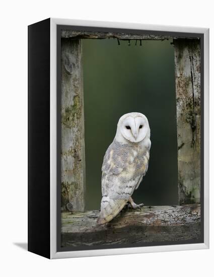 Barn Owl, in Old Farm Building Window, Scotland, UK Cairngorms National Park-Pete Cairns-Framed Premier Image Canvas