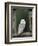 Barn Owl, in Old Farm Building Window, Scotland, UK Cairngorms National Park-Pete Cairns-Framed Premium Photographic Print