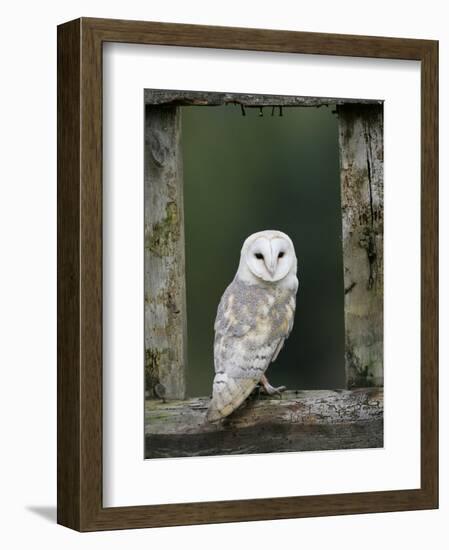 Barn Owl, in Old Farm Building Window, Scotland, UK Cairngorms National Park-Pete Cairns-Framed Premium Photographic Print