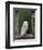 Barn Owl, in Old Farm Building Window, Scotland, UK Cairngorms National Park-Pete Cairns-Framed Premium Photographic Print