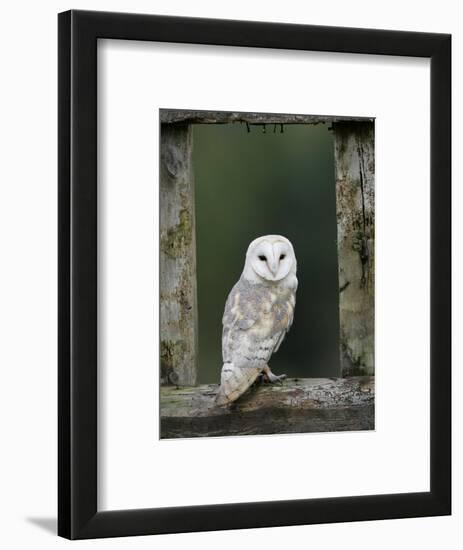 Barn Owl, in Old Farm Building Window, Scotland, UK Cairngorms National Park-Pete Cairns-Framed Premium Photographic Print