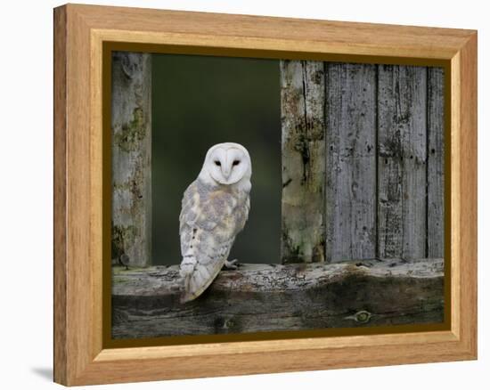 Barn Owl, in Old Farm Building Window, Scotland, UK Cairngorms National Park-Pete Cairns-Framed Premier Image Canvas