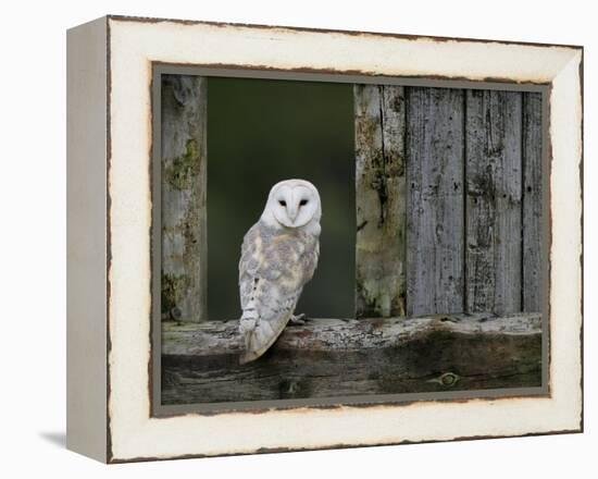 Barn Owl, in Old Farm Building Window, Scotland, UK Cairngorms National Park-Pete Cairns-Framed Premier Image Canvas