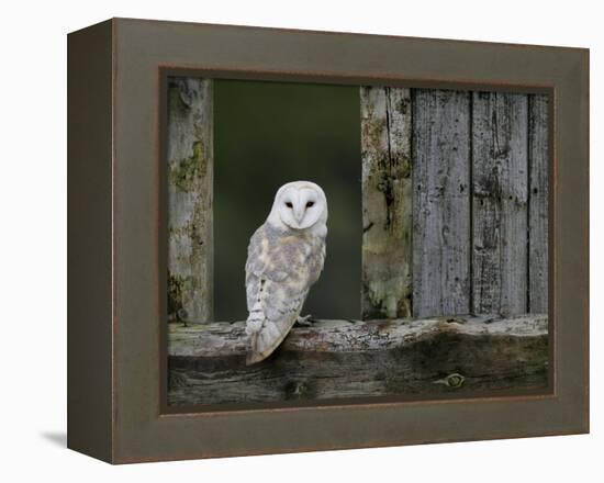 Barn Owl, in Old Farm Building Window, Scotland, UK Cairngorms National Park-Pete Cairns-Framed Premier Image Canvas