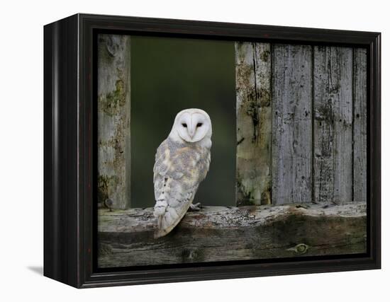 Barn Owl, in Old Farm Building Window, Scotland, UK Cairngorms National Park-Pete Cairns-Framed Premier Image Canvas