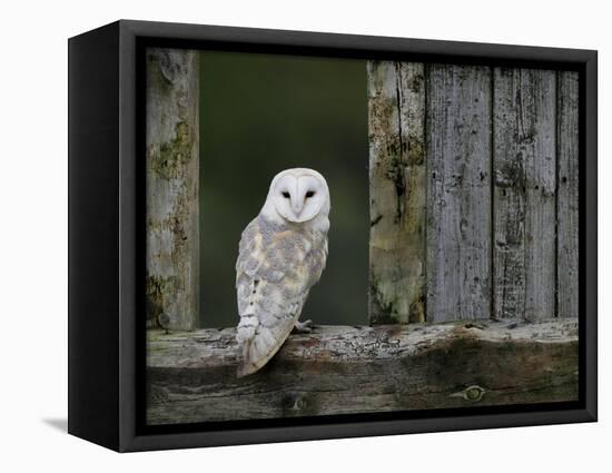 Barn Owl, in Old Farm Building Window, Scotland, UK Cairngorms National Park-Pete Cairns-Framed Premier Image Canvas