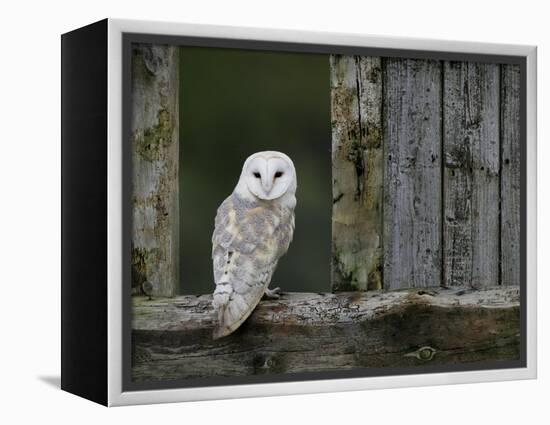 Barn Owl, in Old Farm Building Window, Scotland, UK Cairngorms National Park-Pete Cairns-Framed Premier Image Canvas