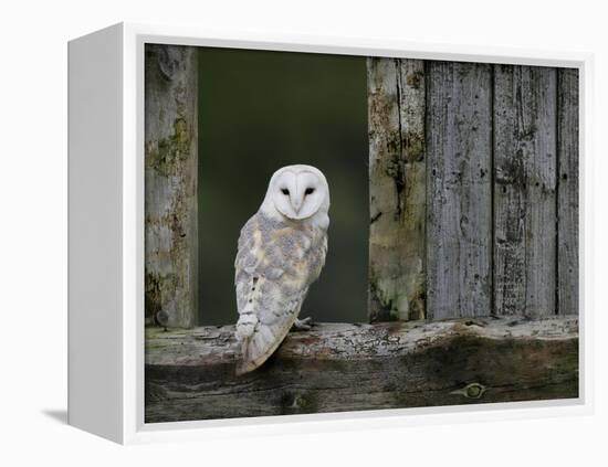 Barn Owl, in Old Farm Building Window, Scotland, UK Cairngorms National Park-Pete Cairns-Framed Premier Image Canvas