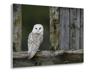 Barn Owl In Old Farm Building Window Scotland Uk Cairngorms