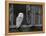 Barn Owl, in Old Farm Building Window, Scotland, UK Cairngorms National Park-Pete Cairns-Framed Premier Image Canvas